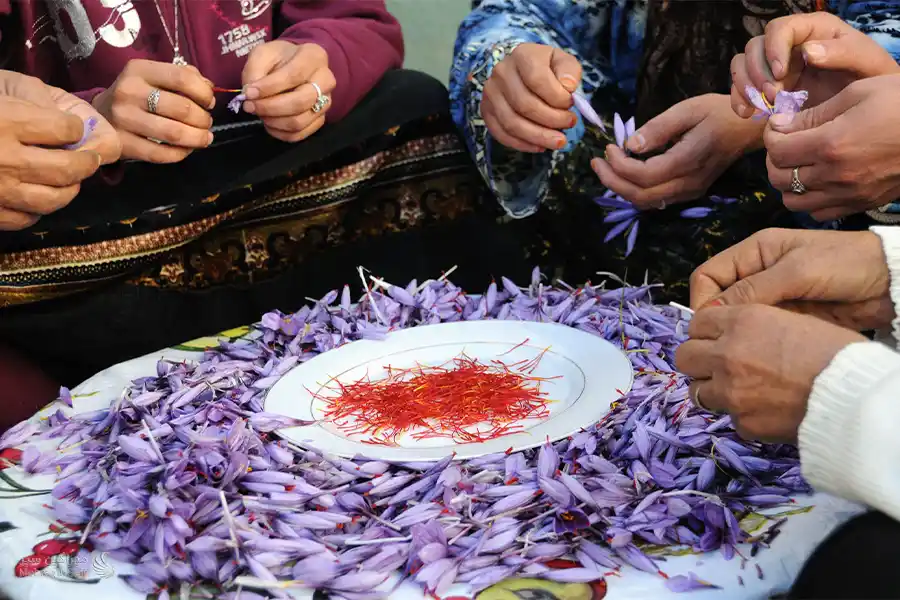 زنها دور هم نشستند و زعفران پاک می‌کنند