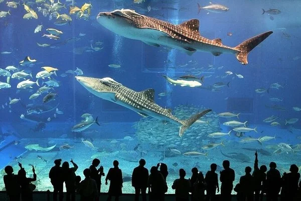 آکواریوم دبی