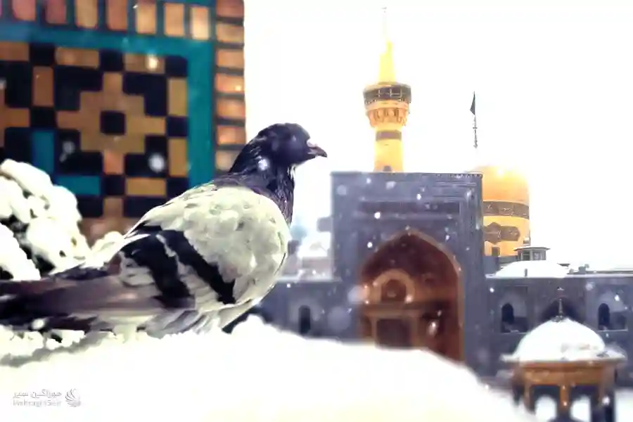 یک پرنده در روز برفی حرم امام رضا